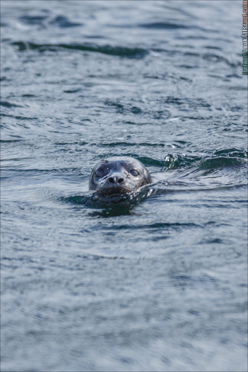 Seafari с тюленями в заливе Кенмар | The Ring of Beara, Uragh Stone Circle, Gleninchaquin Park & Waterfall | LookAtIsrael.com путешествует по Ирландии