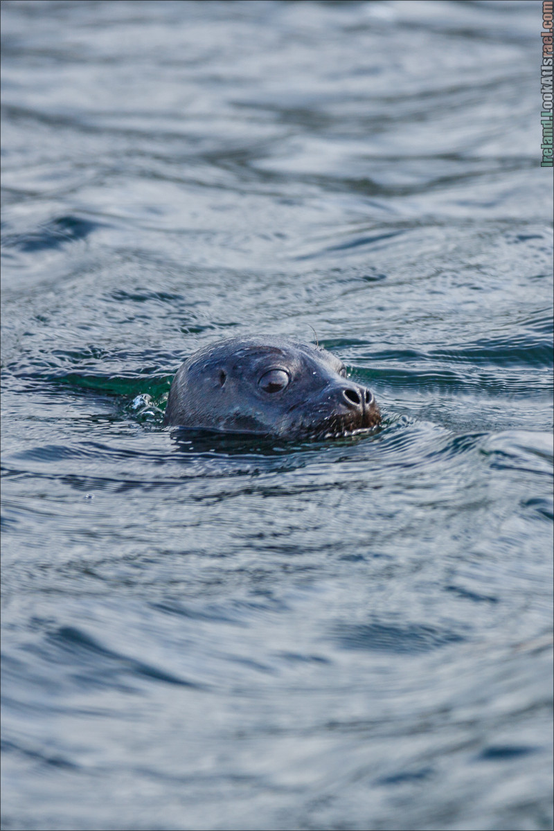 Seafari с тюленями в заливе Кенмар | The Ring of Beara, Uragh Stone Circle, Gleninchaquin Park & Waterfall | LookAtIsrael.com путешествует по Ирландии