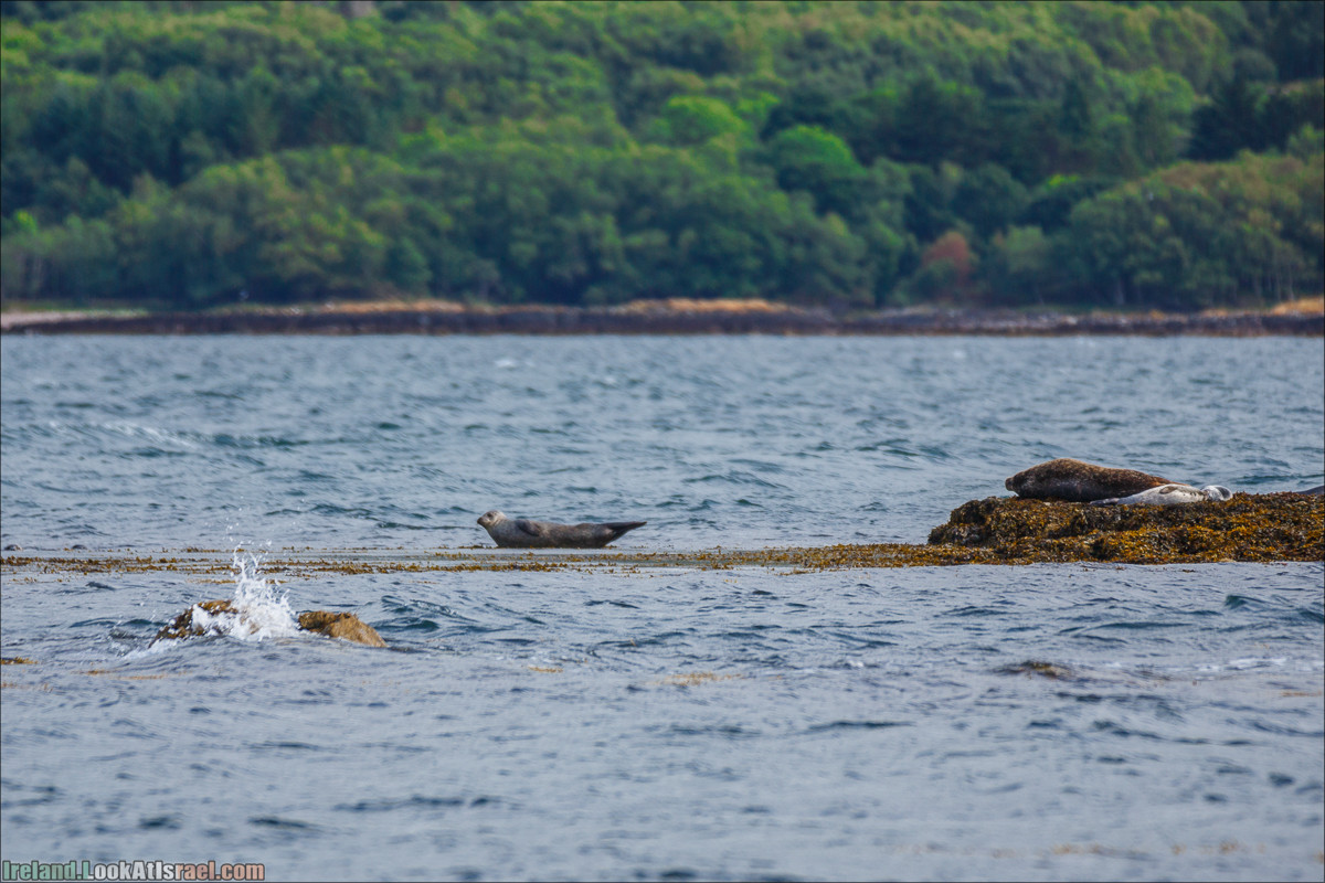 Seafari с тюленями в заливе Кенмар | The Ring of Beara, Uragh Stone Circle, Gleninchaquin Park & Waterfall | LookAtIsrael.com путешествует по Ирландии