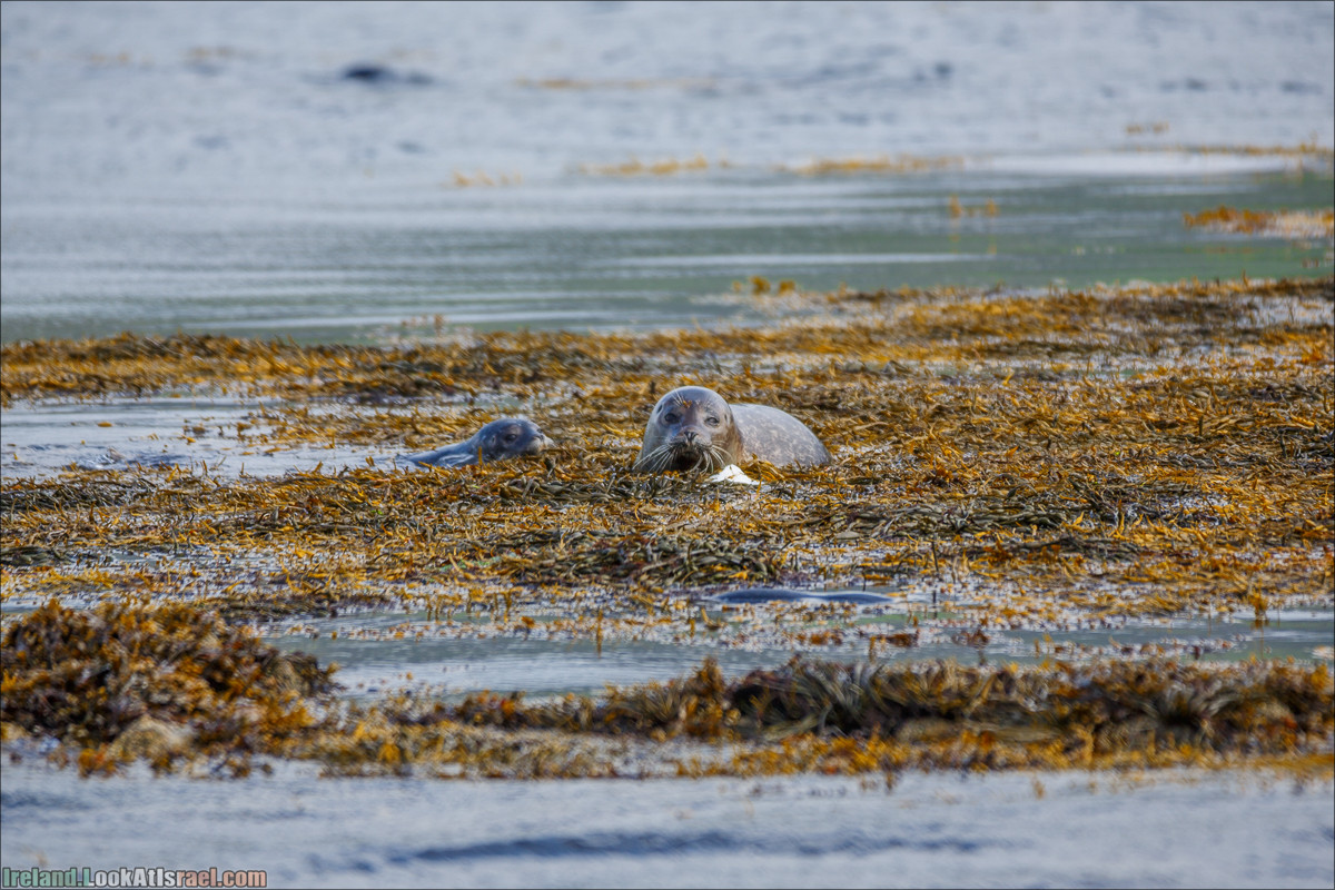 Seafari с тюленями в заливе Кенмар | The Ring of Beara, Uragh Stone Circle, Gleninchaquin Park & Waterfall | LookAtIsrael.com путешествует по Ирландии
