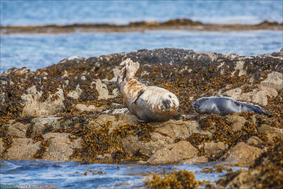 Seafari с тюленями в заливе Кенмар | The Ring of Beara, Uragh Stone Circle, Gleninchaquin Park & Waterfall | LookAtIsrael.com путешествует по Ирландии