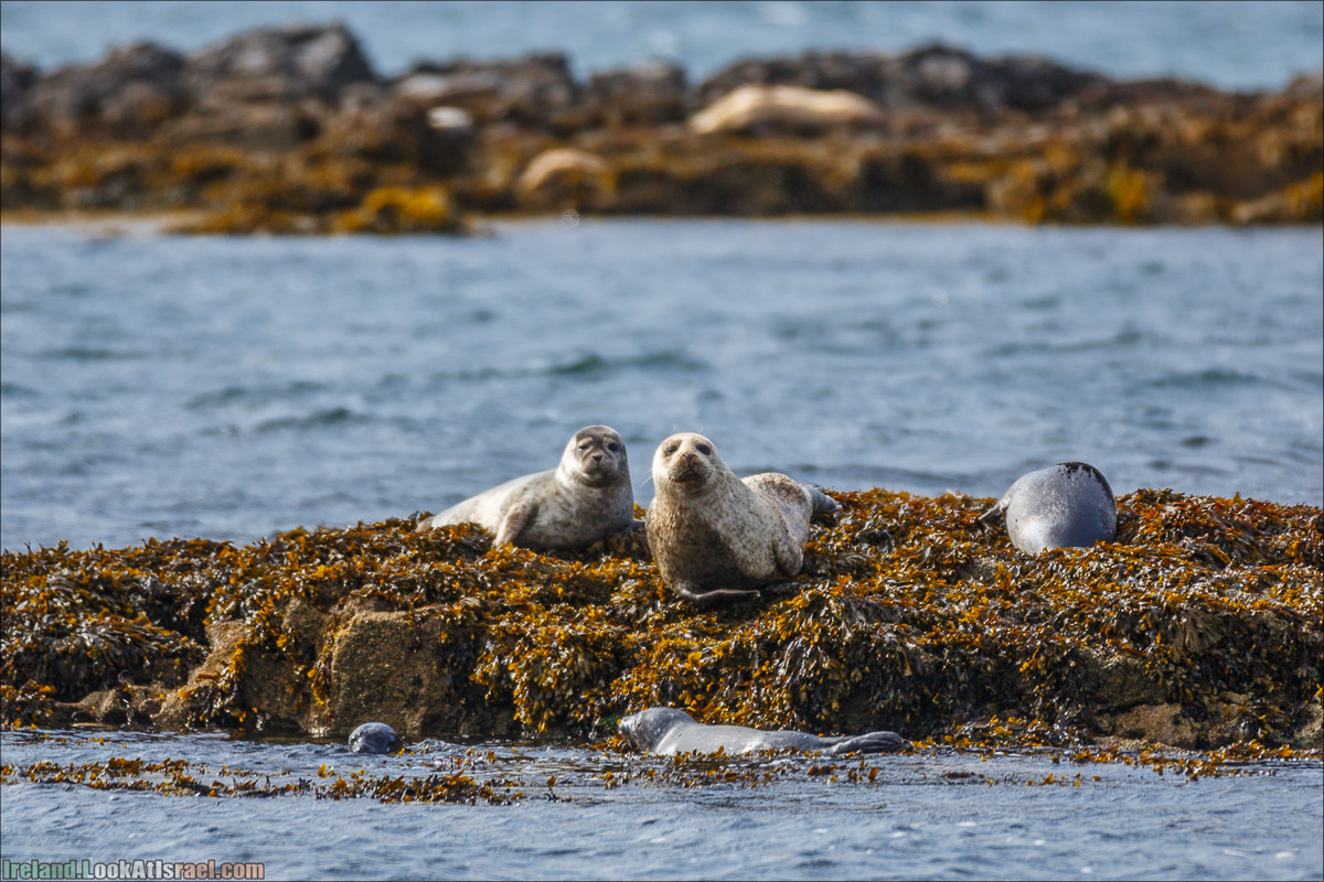 Seafari с тюленями в заливе Кенмар | The Ring of Beara, Uragh Stone Circle, Gleninchaquin Park & Waterfall | LookAtIsrael.com путешествует по Ирландии