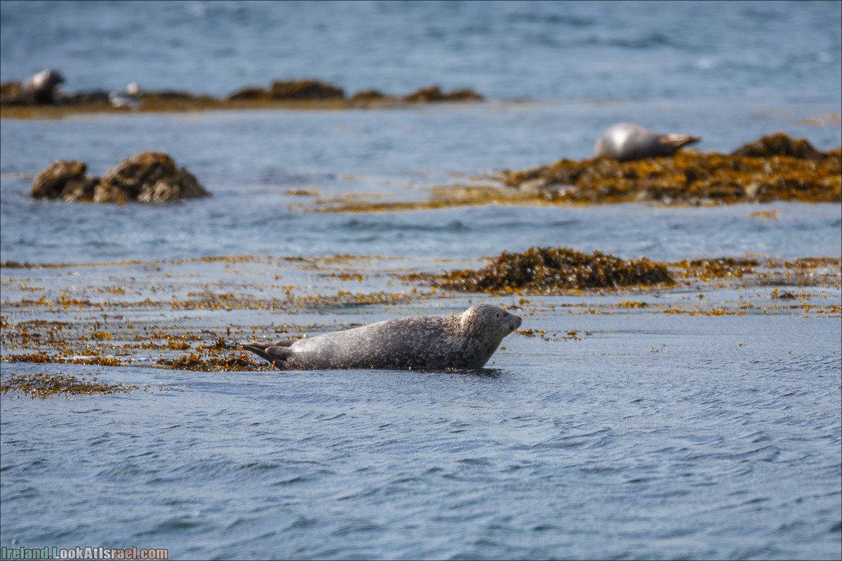 Seafari с тюленями в заливе Кенмар | The Ring of Beara, Uragh Stone Circle, Gleninchaquin Park & Waterfall | LookAtIsrael.com путешествует по Ирландии