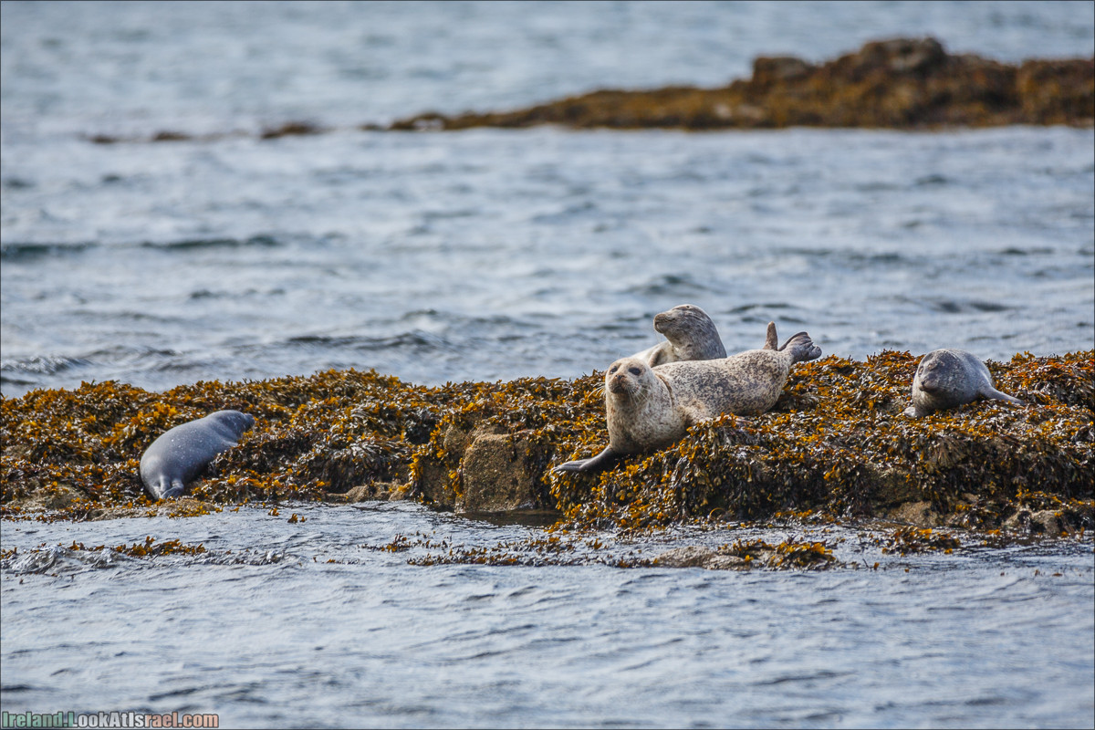 Seafari с тюленями в заливе Кенмар | The Ring of Beara, Uragh Stone Circle, Gleninchaquin Park & Waterfall | LookAtIsrael.com путешествует по Ирландии
