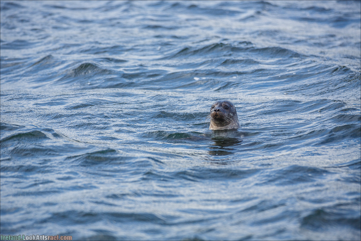 Seafari с тюленями в заливе Кенмар | The Ring of Beara, Uragh Stone Circle, Gleninchaquin Park & Waterfall | LookAtIsrael.com путешествует по Ирландии