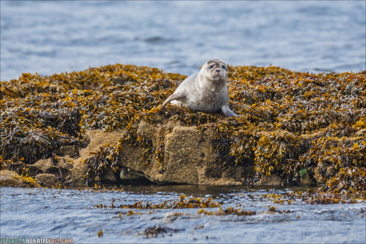 Seafari с тюленями в заливе Кенмар | The Ring of Beara, Uragh Stone Circle, Gleninchaquin Park & Waterfall | LookAtIsrael.com путешествует по Ирландии