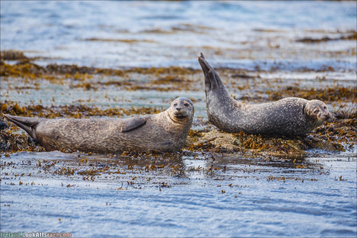 Seafari с тюленями в заливе Кенмар | The Ring of Beara, Uragh Stone Circle, Gleninchaquin Park & Waterfall | LookAtIsrael.com путешествует по Ирландии
