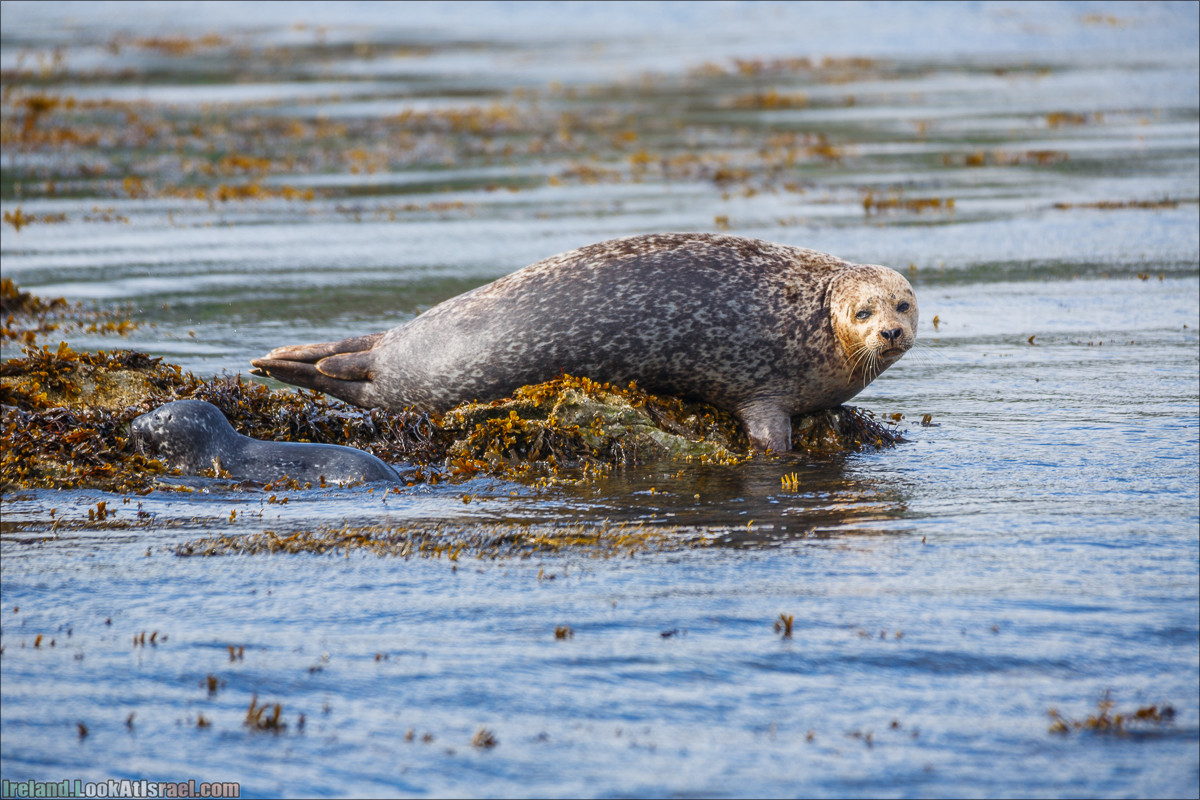 Seafari с тюленями в заливе Кенмар | The Ring of Beara, Uragh Stone Circle, Gleninchaquin Park & Waterfall | LookAtIsrael.com путешествует по Ирландии