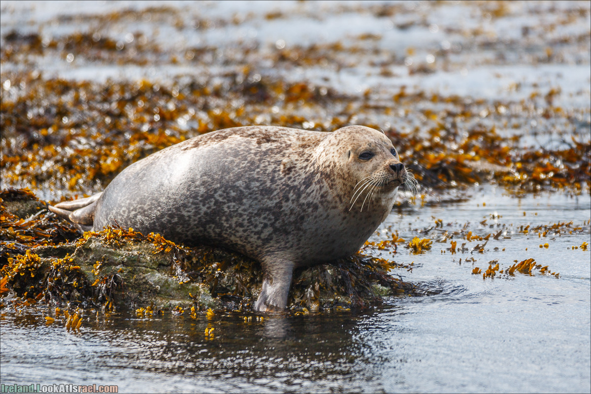 Seafari с тюленями в заливе Кенмар | The Ring of Beara, Uragh Stone Circle, Gleninchaquin Park & Waterfall | LookAtIsrael.com путешествует по Ирландии