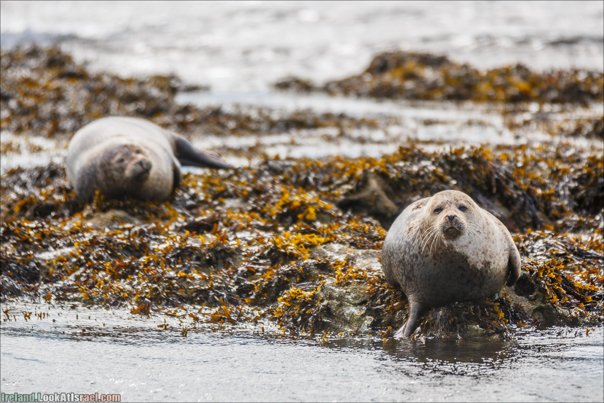 Seafari с тюленями в заливе Кенмар | The Ring of Beara, Uragh Stone Circle, Gleninchaquin Park & Waterfall | LookAtIsrael.com путешествует по Ирландии