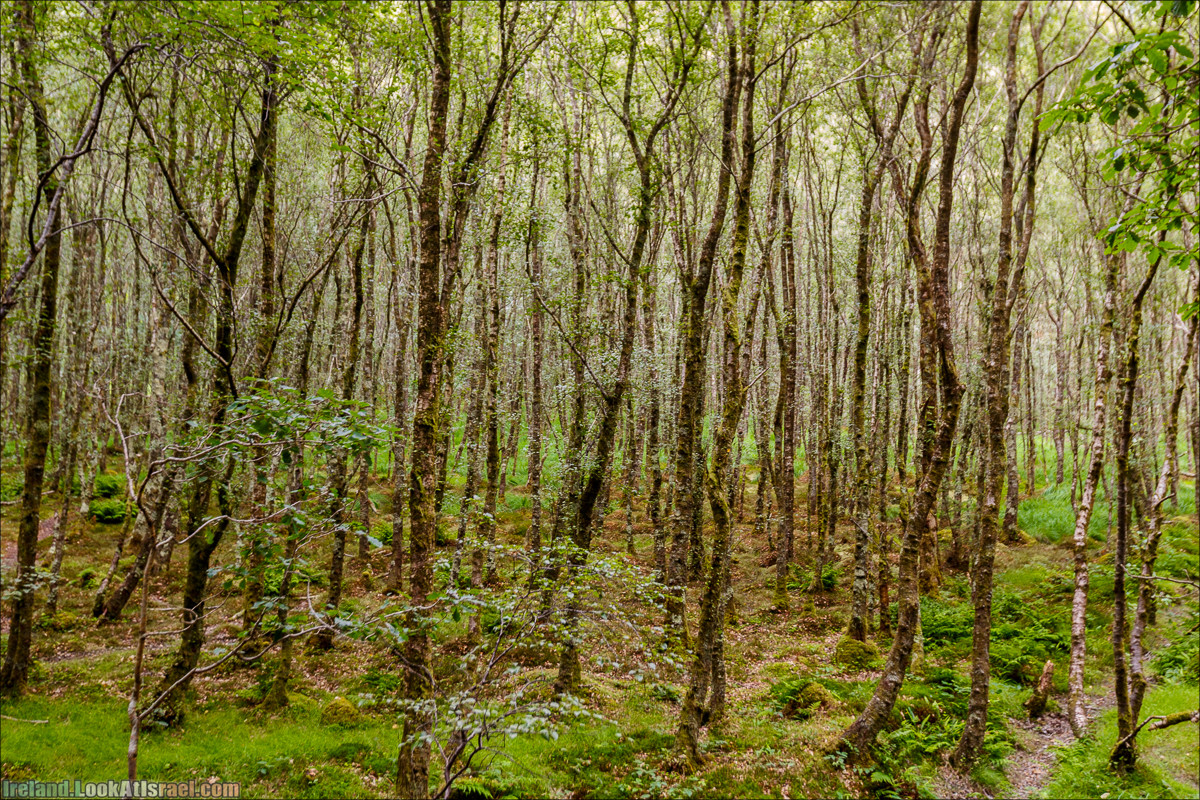 Парк и озера Глендалох | Glendalough | LookAtIsrael.com путешествует по Ирландии
