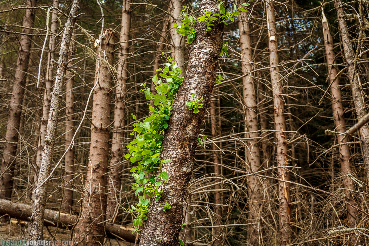 Парк и озера Глендалох | Glendalough | LookAtIsrael.com путешествует по Ирландии