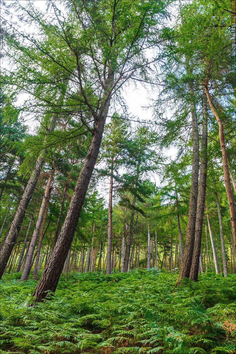 Парк и озера Глендалох | Glendalough | LookAtIsrael.com путешествует по Ирландии