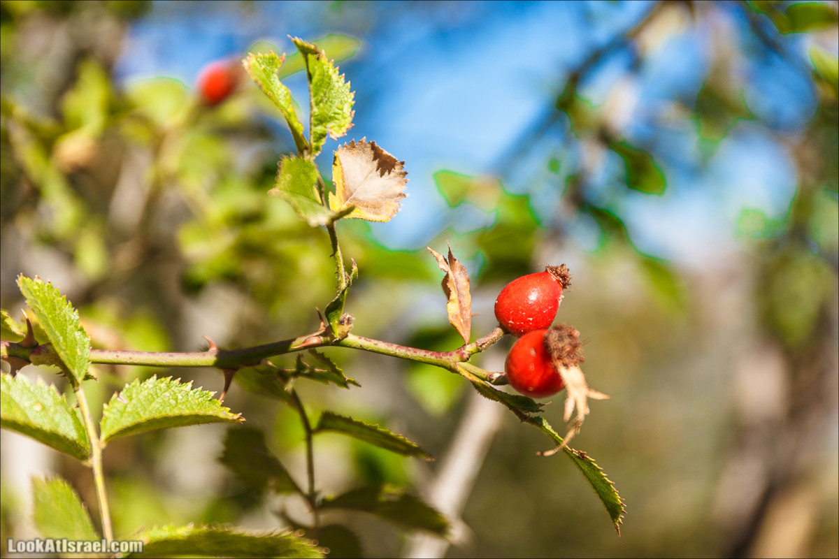 От Хермона к Неве Атив - гора Кахаль, Снаим, итурейский храм и пещеры свинцовой руды LookAtIsrael.com - Фото путешествия по Израилю