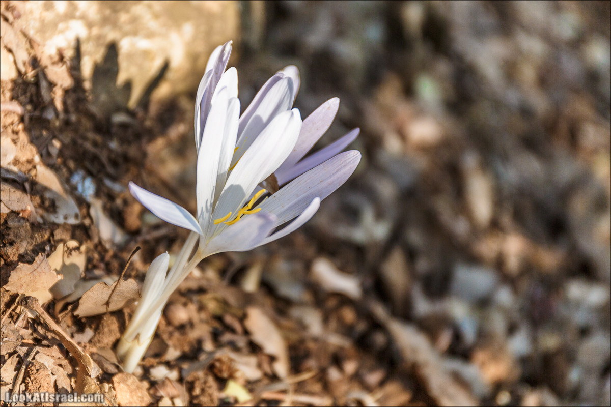 От Хермона к Неве Атив - гора Кахаль, Снаим, итурейский храм и пещеры свинцовой руды LookAtIsrael.com - Фото путешествия по Израилю