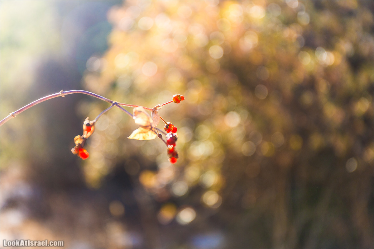 От Хермона к Неве Атив - гора Кахаль, Снаим, итурейский храм и пещеры свинцовой руды LookAtIsrael.com - Фото путешествия по Израилю