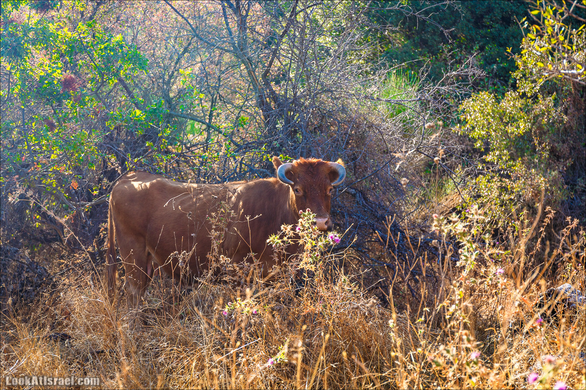 От Хермона к Неве Атив - гора Кахаль, Снаим, итурейский храм и пещеры свинцовой руды LookAtIsrael.com - Фото путешествия по Израилю