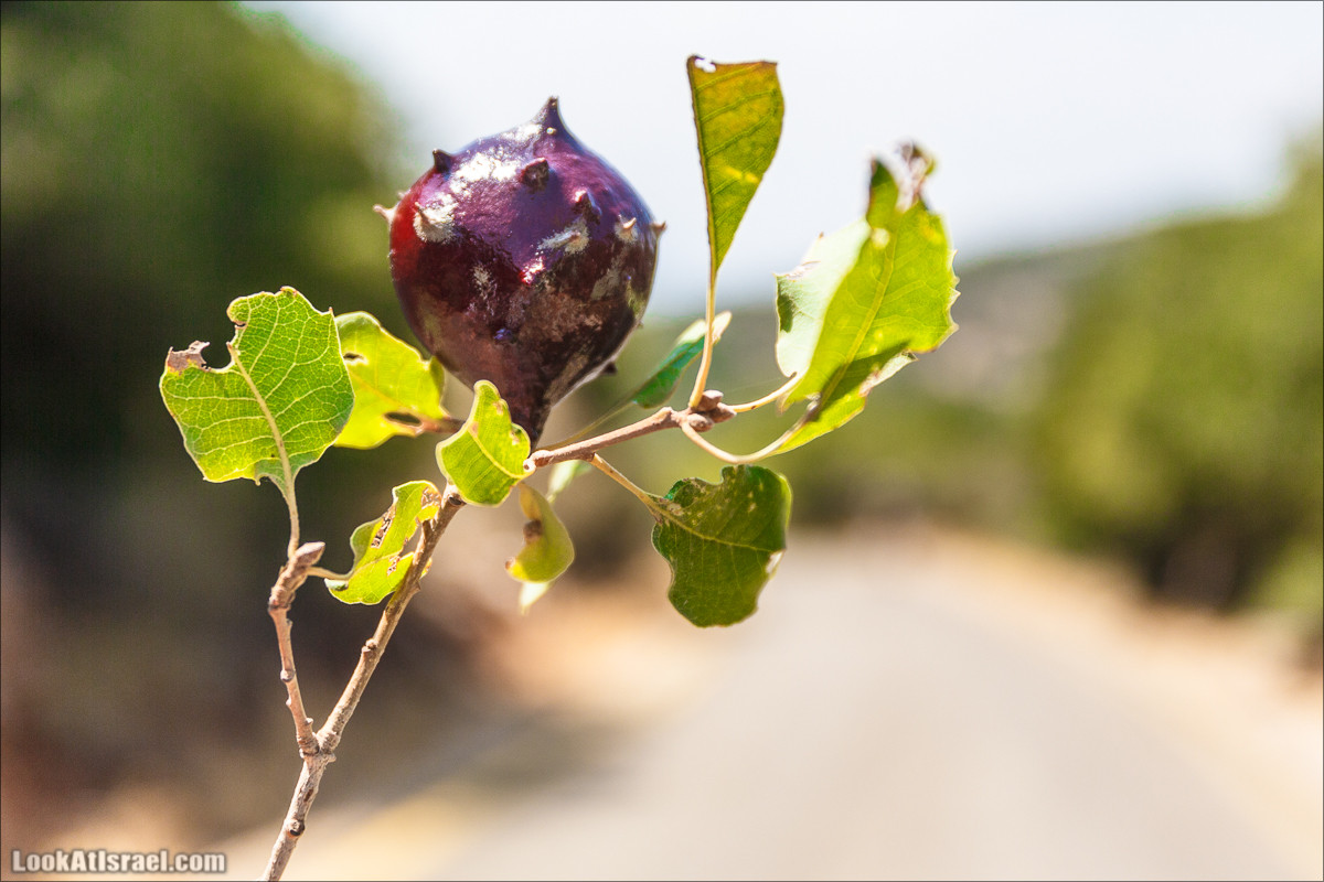 От Хермона к Неве Атив - гора Кахаль, Снаим, итурейский храм и пещеры свинцовой руды LookAtIsrael.com - Фото путешествия по Израилю