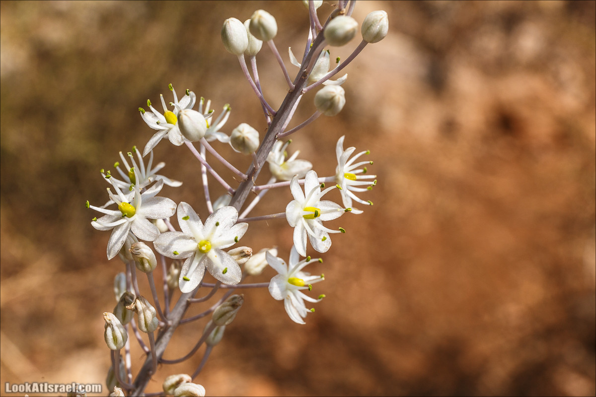 От Хермона к Неве Атив - гора Кахаль, Снаим, итурейский храм и пещеры свинцовой руды LookAtIsrael.com - Фото путешествия по Израилю