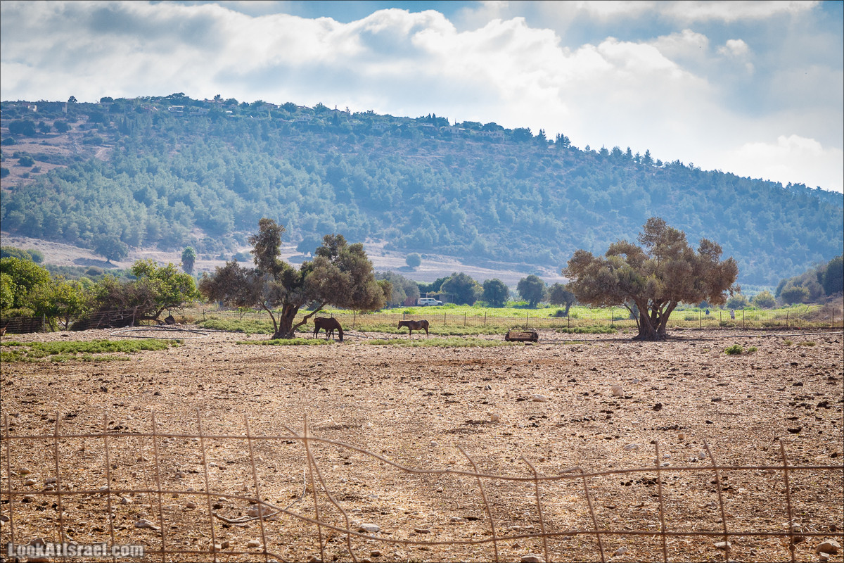 Ручей Циппори и долина Нетофа | נחל ציפורי ועמק נטופה | LookAtIsrael.com - Фото путешествия по Израилю