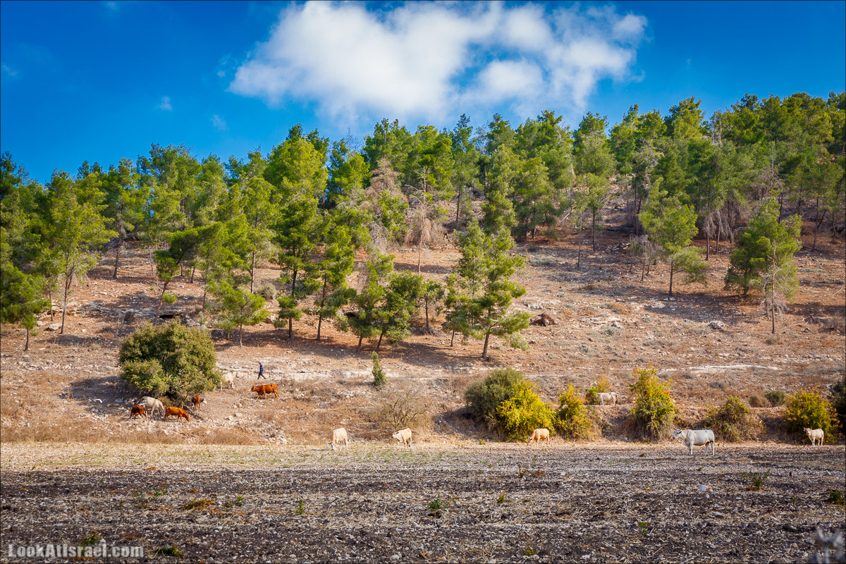 Ручей Циппори и долина Нетофа | נחל ציפורי ועמק נטופה | LookAtIsrael.com - Фото путешествия по Израилю