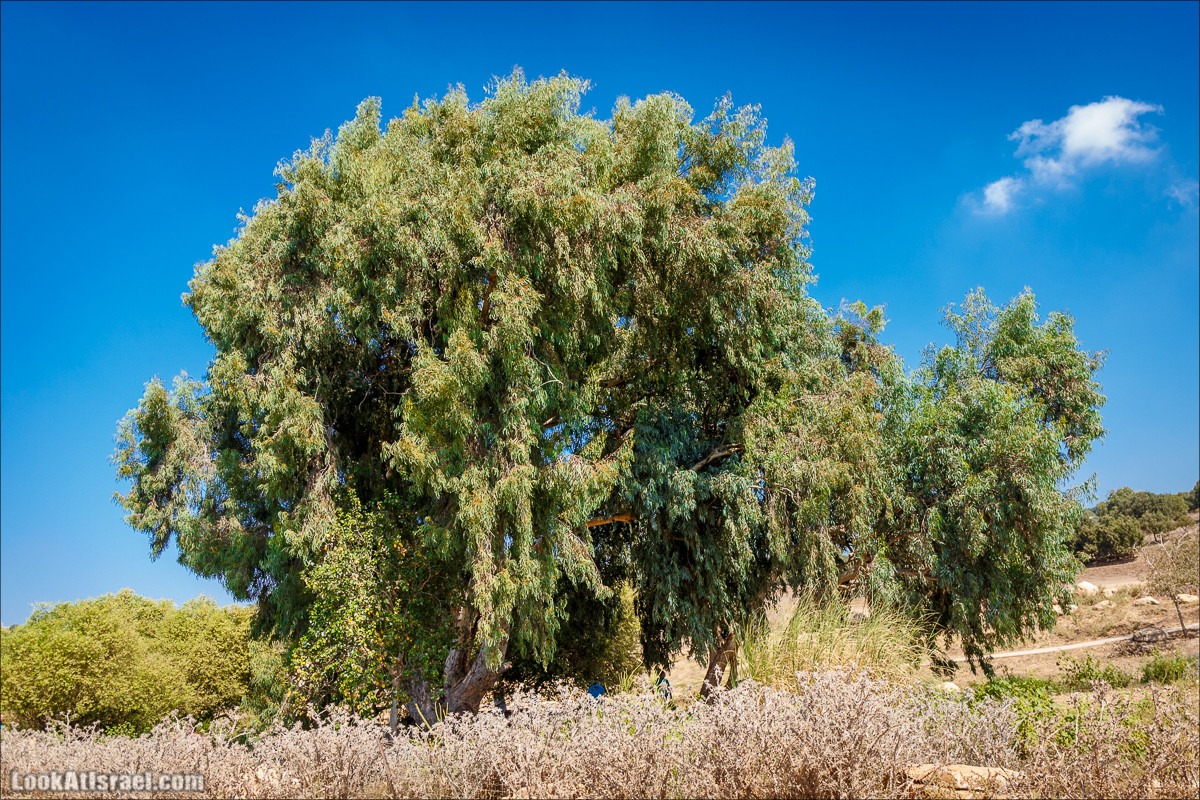 Ручей Циппори и долина Нетофа | נחל ציפורי ועמק נטופה | LookAtIsrael.com - Фото путешествия по Израилю
