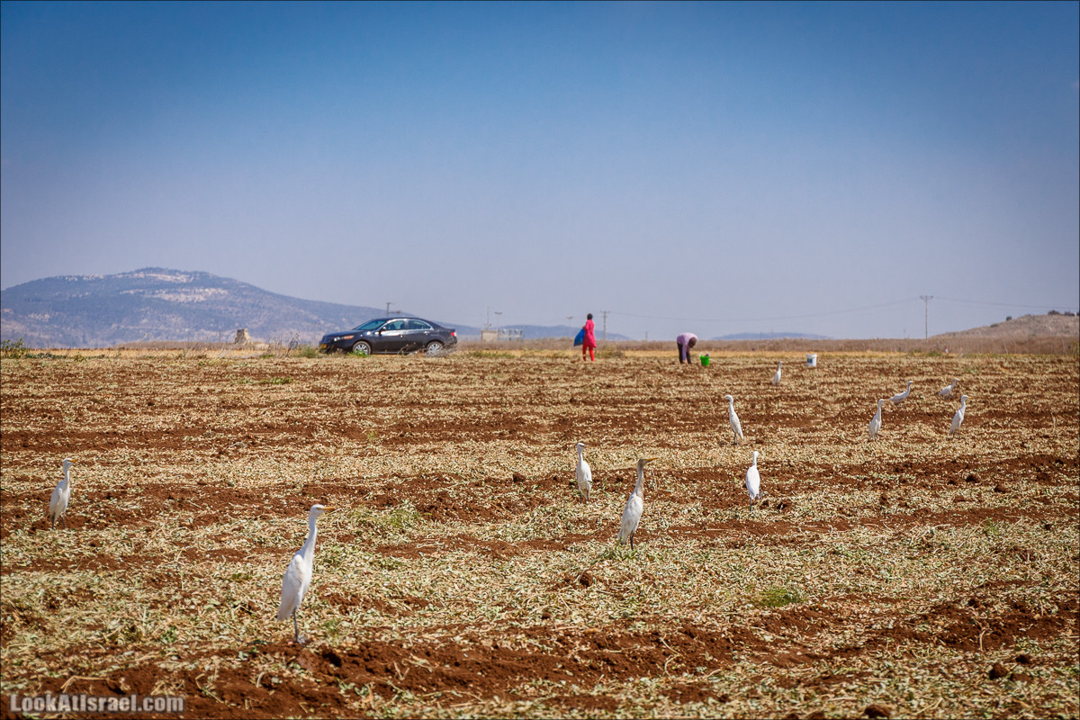 Ручей Циппори и долина Нетофа | נחל ציפורי ועמק נטופה | LookAtIsrael.com - Фото путешествия по Израилю