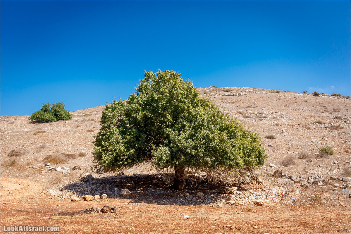 Ручей Циппори и долина Нетофа | נחל ציפורי ועמק נטופה | LookAtIsrael.com - Фото путешествия по Израилю