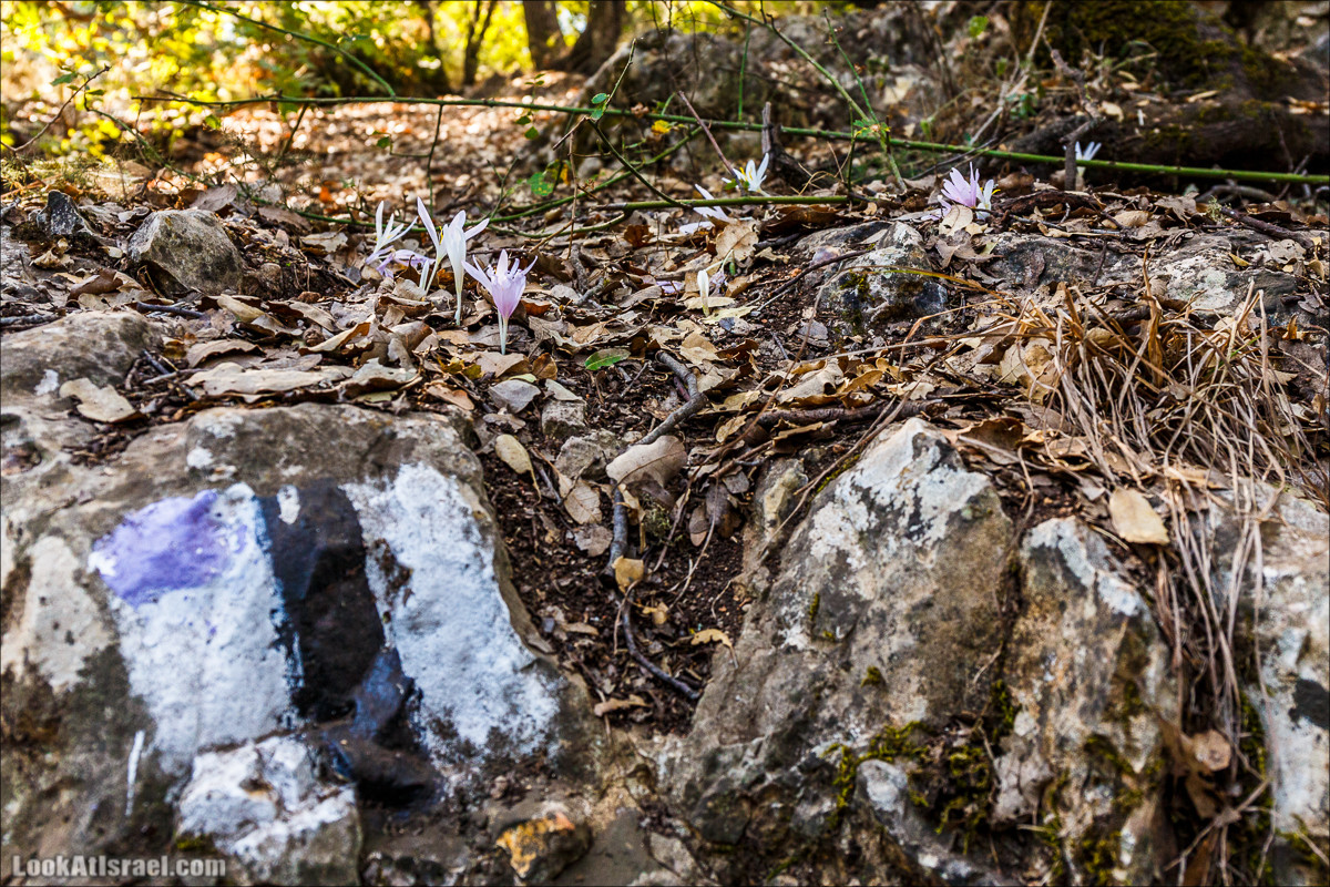 По окрестностям и вокруг горы Мирон | הר מירון | LookAtIsrael.com - Фото путешествия по Израилю