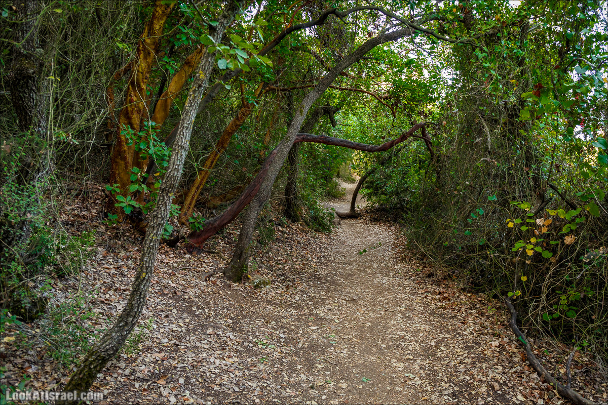 По окрестностям и вокруг горы Мирон | הר מירון | LookAtIsrael.com - Фото путешествия по Израилю