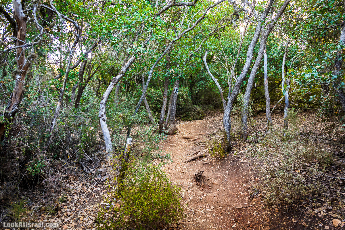По окрестностям и вокруг горы Мирон | הר מירון | LookAtIsrael.com - Фото путешествия по Израилю