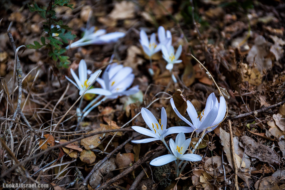 По окрестностям и вокруг горы Мирон | הר מירון | LookAtIsrael.com - Фото путешествия по Израилю