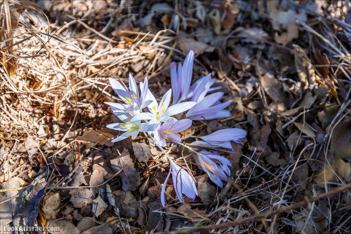 По окрестностям и вокруг горы Мирон | הר מירון | LookAtIsrael.com - Фото путешествия по Израилю