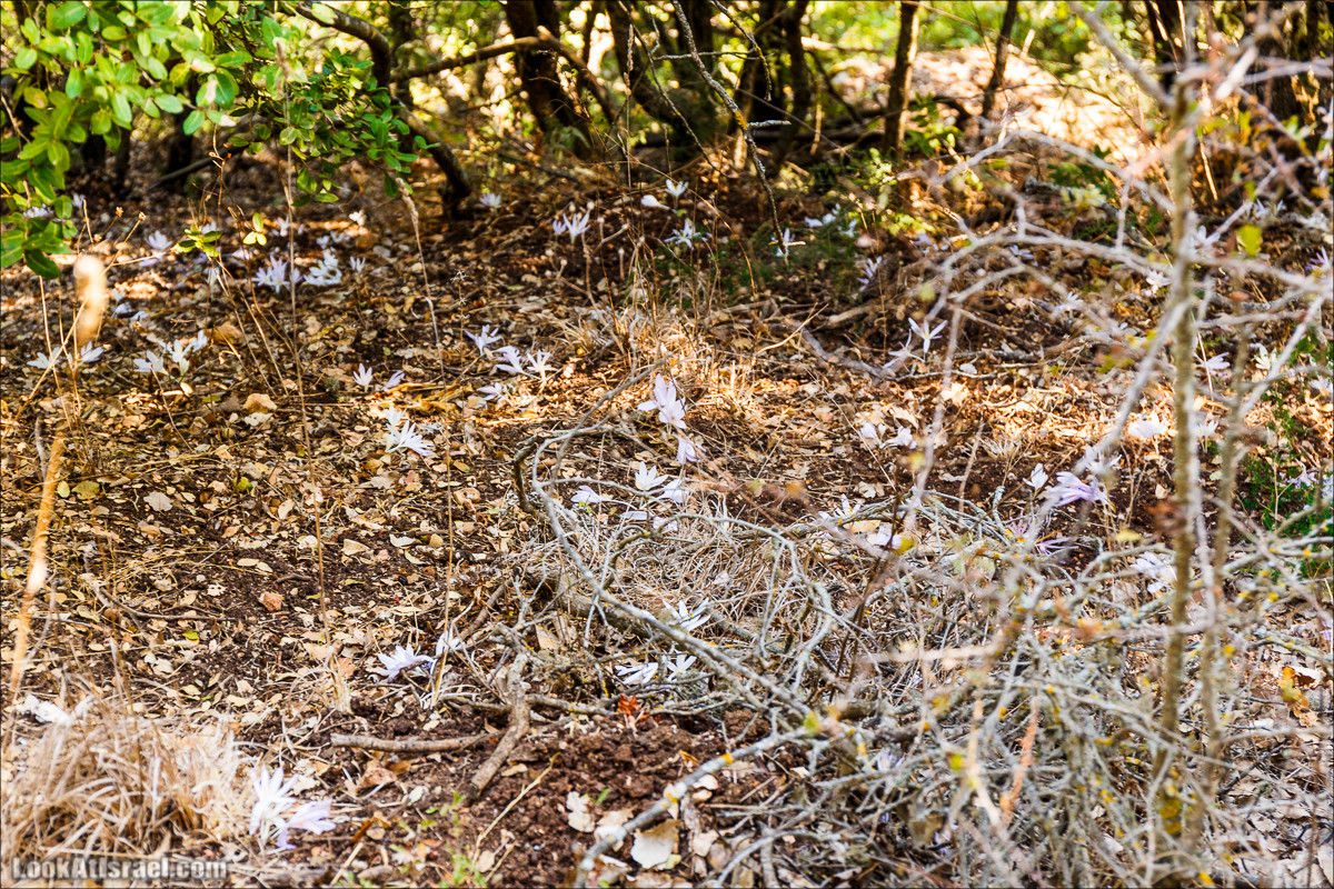 По окрестностям и вокруг горы Мирон | הר מירון | LookAtIsrael.com - Фото путешествия по Израилю