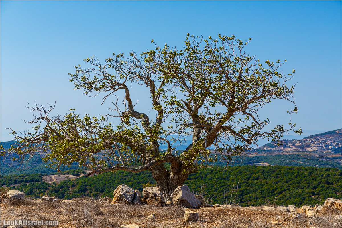 По окрестностям и вокруг горы Мирон | הר מירון | LookAtIsrael.com - Фото путешествия по Израилю