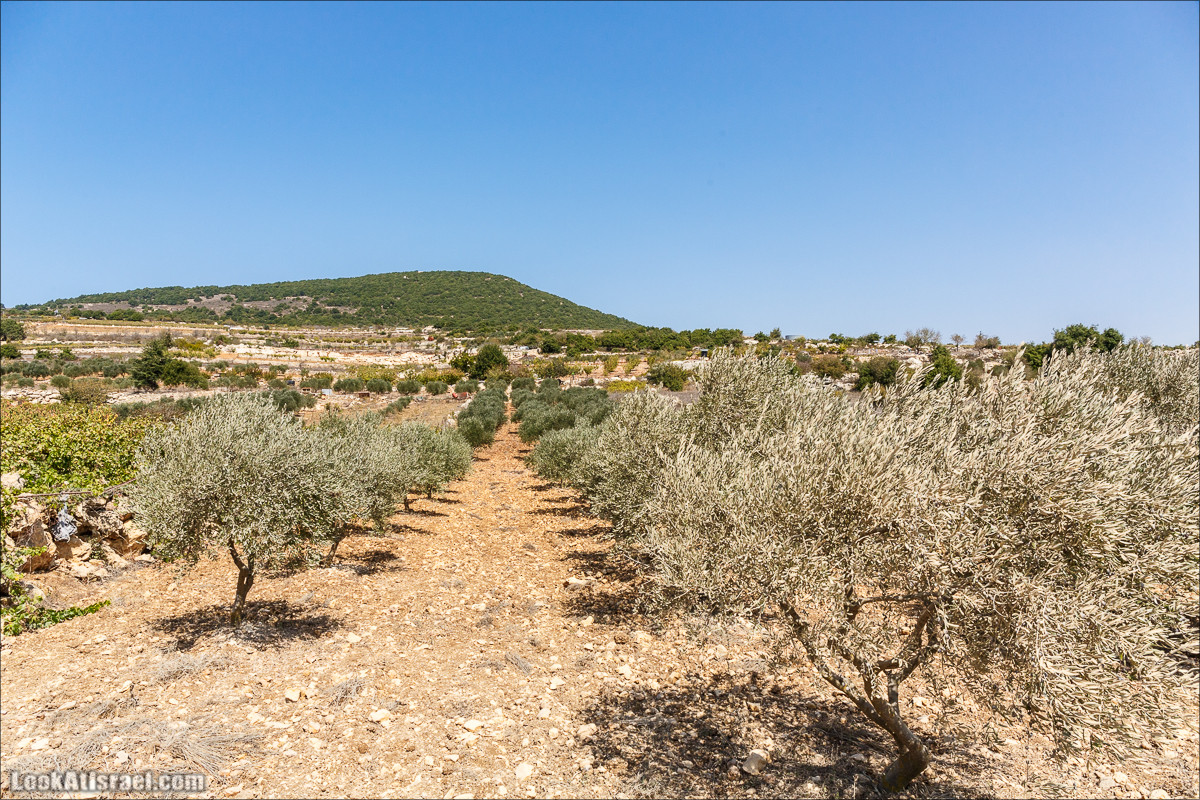 По окрестностям и вокруг горы Мирон | הר מירון | LookAtIsrael.com - Фото путешествия по Израилю