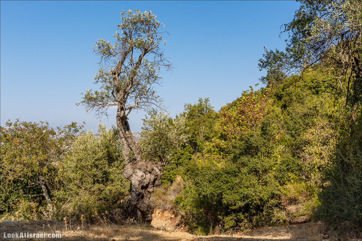 По окрестностям и вокруг горы Мирон | הר מירון | LookAtIsrael.com - Фото путешествия по Израилю