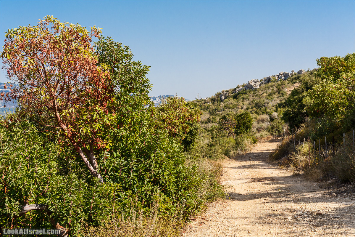 По окрестностям и вокруг горы Мирон | הר מירון | LookAtIsrael.com - Фото путешествия по Израилю