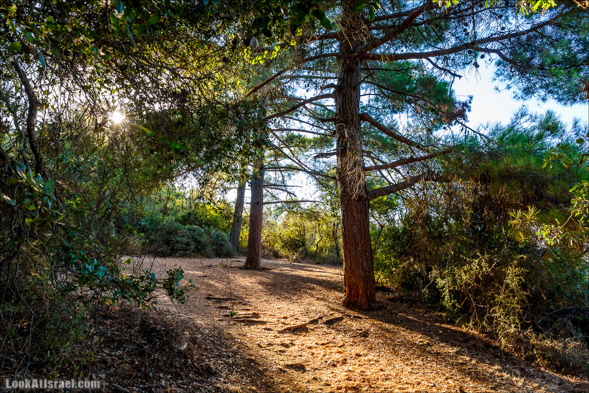 По окрестностям и вокруг горы Мирон | הר מירון | LookAtIsrael.com - Фото путешествия по Израилю