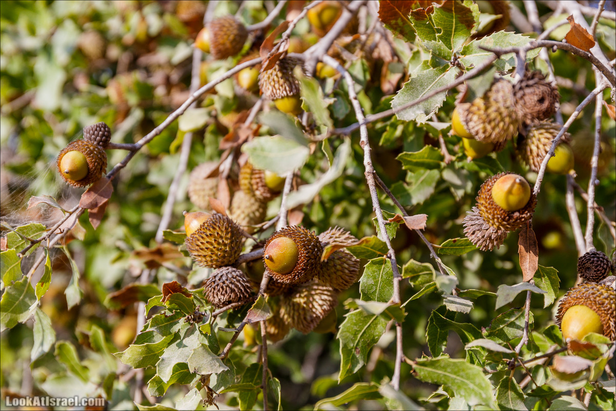 Нахаль Вади Катлав, Дир а-Шейх, Бар Гиора и Хирбет Тура | LookAtIsrael.com - Фото путешествия по Израилю