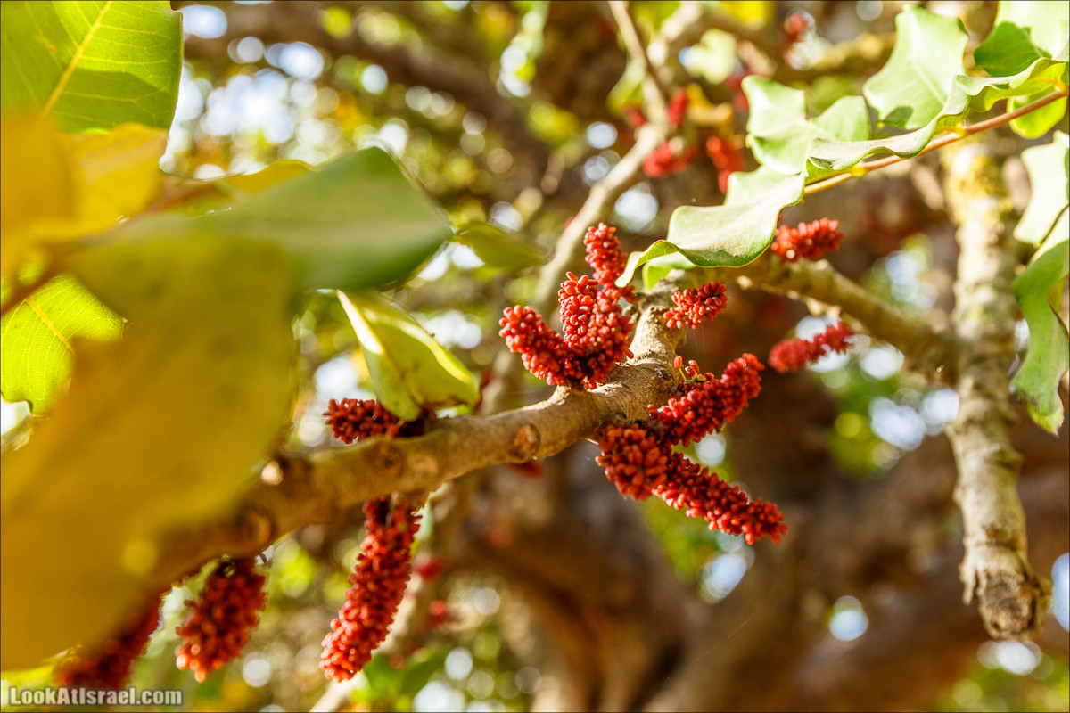 Нахаль Вади Катлав, Дир а-Шейх, Бар Гиора и Хирбет Тура | LookAtIsrael.com - Фото путешествия по Израилю