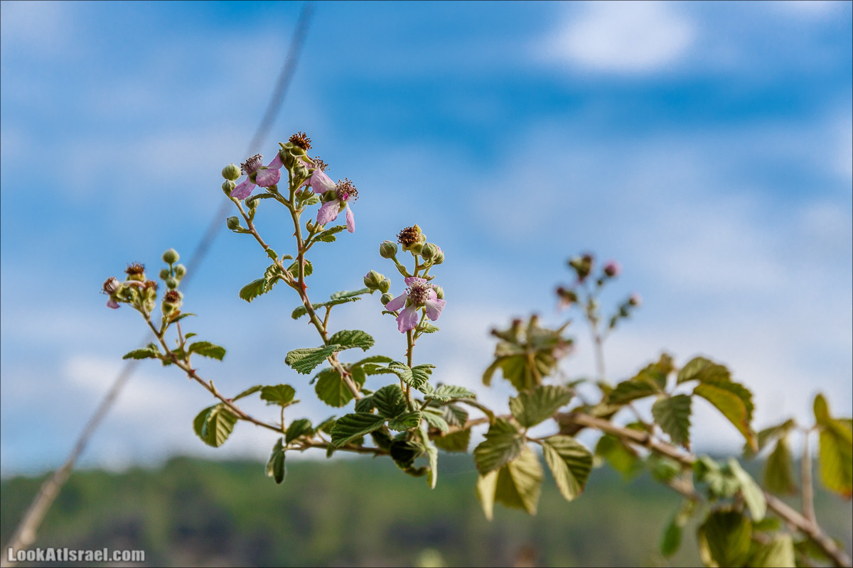 Нахаль Вади Катлав, Дир а-Шейх, Бар Гиора и Хирбет Тура | LookAtIsrael.com - Фото путешествия по Израилю