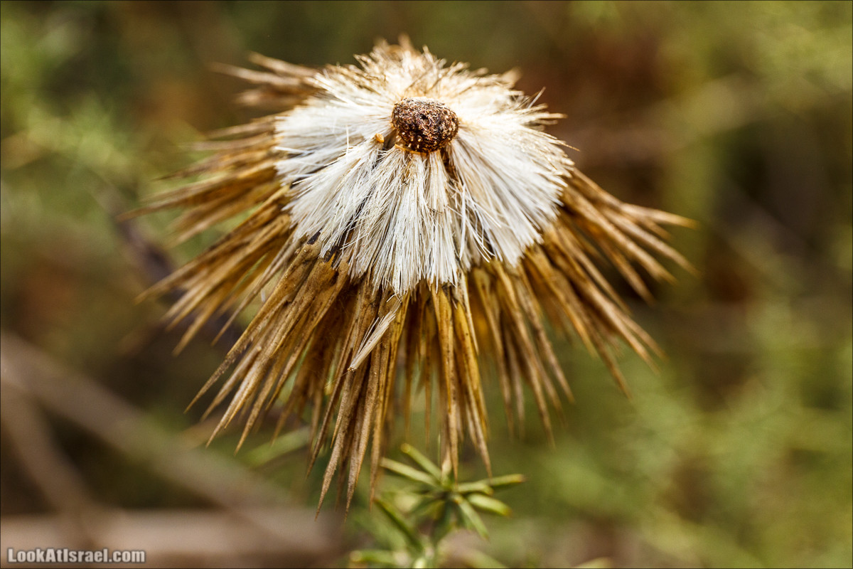 Нахаль Вади Катлав, Дир а-Шейх, Бар Гиора и Хирбет Тура | LookAtIsrael.com - Фото путешествия по Израилю