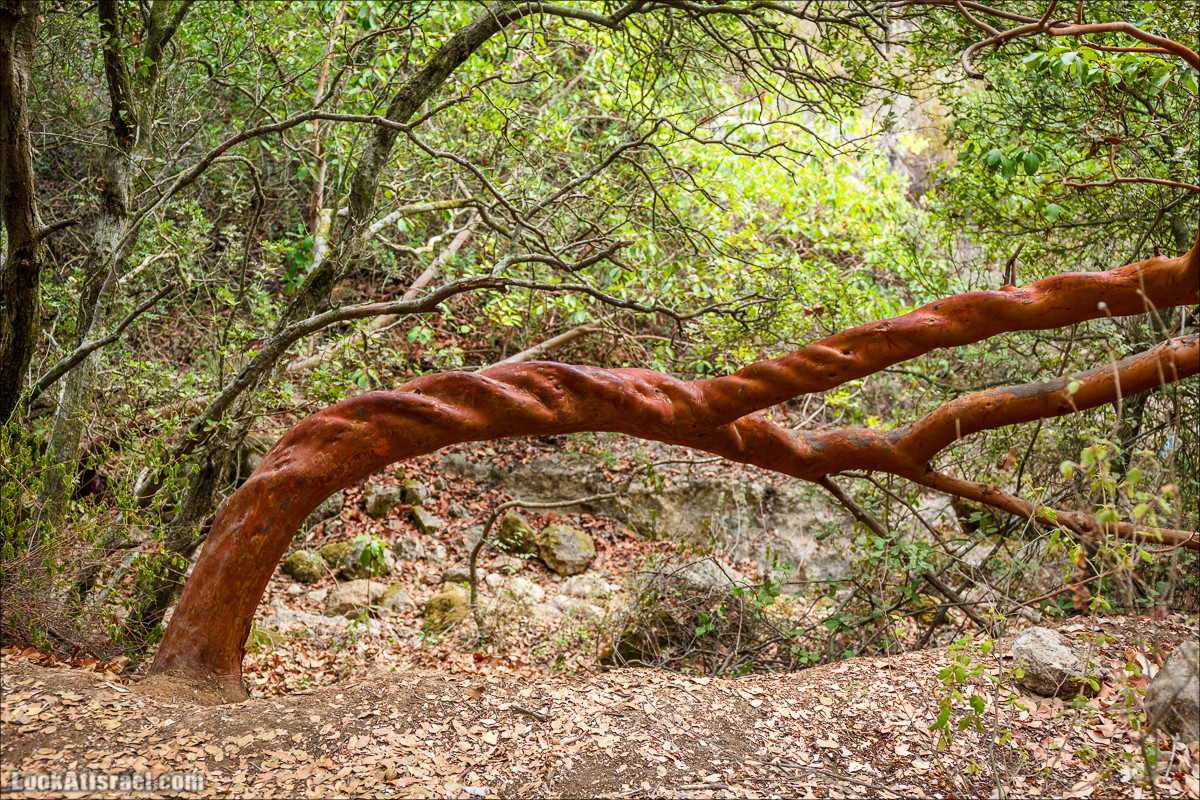 Нахаль Вади Катлав, Дир а-Шейх, Бар Гиора и Хирбет Тура | LookAtIsrael.com - Фото путешествия по Израилю