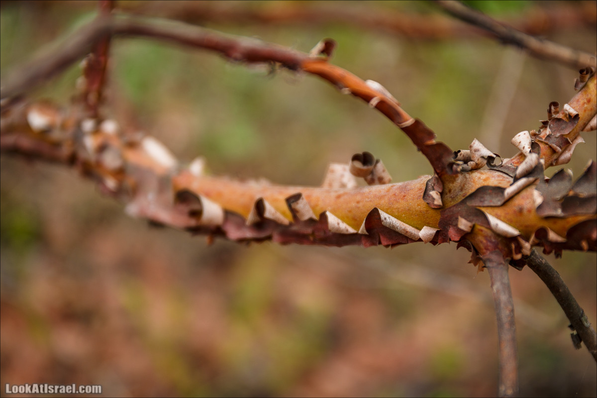 Нахаль Вади Катлав, Дир а-Шейх, Бар Гиора и Хирбет Тура | LookAtIsrael.com - Фото путешествия по Израилю