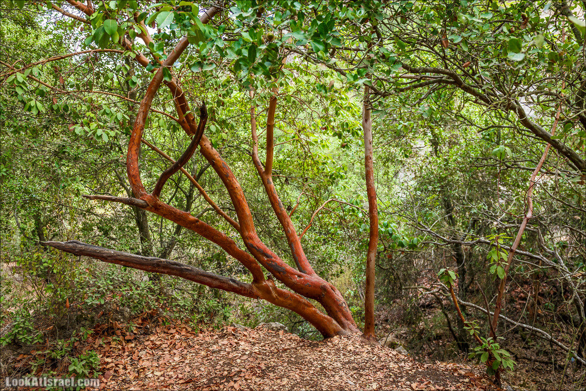 Нахаль Вади Катлав, Дир а-Шейх, Бар Гиора и Хирбет Тура | LookAtIsrael.com - Фото путешествия по Израилю