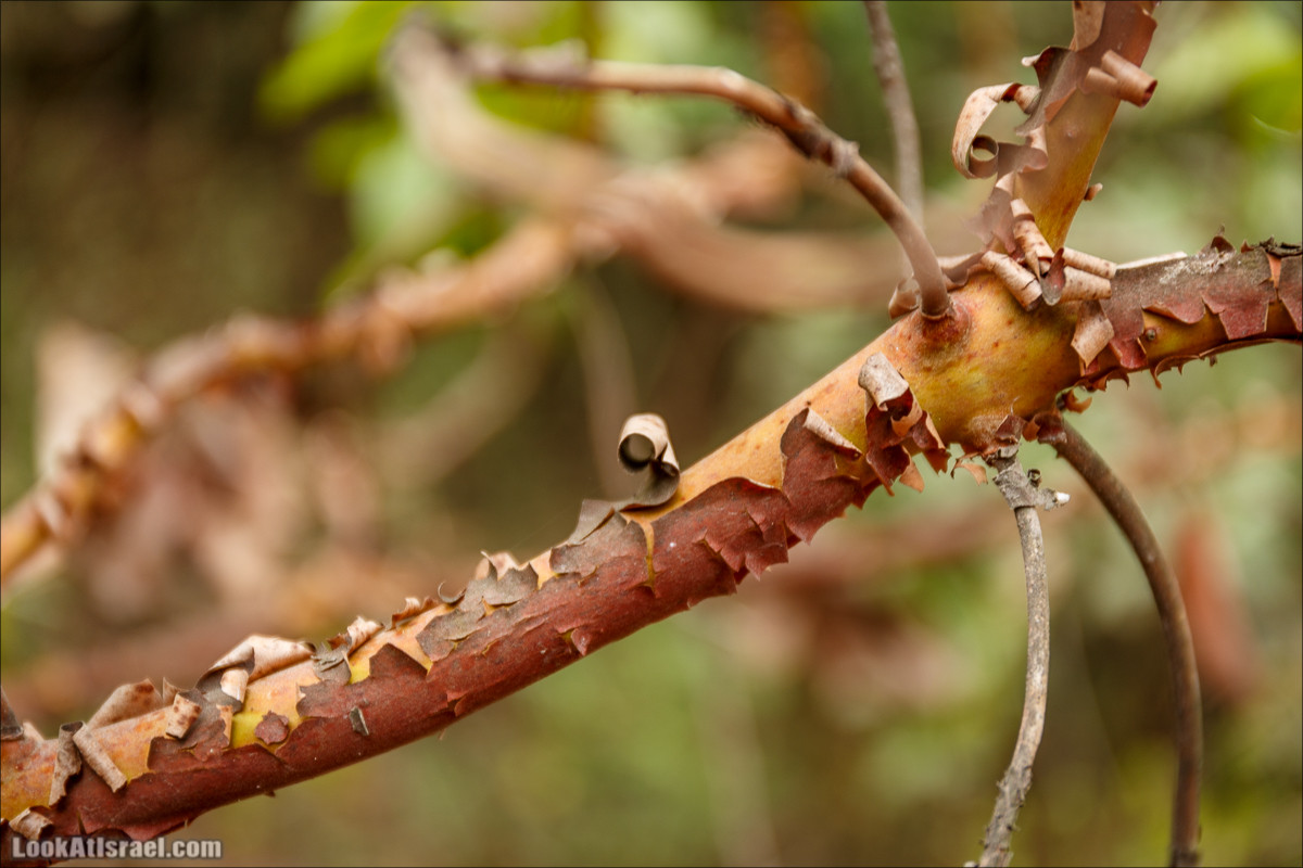 Нахаль Вади Катлав, Дир а-Шейх, Бар Гиора и Хирбет Тура | LookAtIsrael.com - Фото путешествия по Израилю