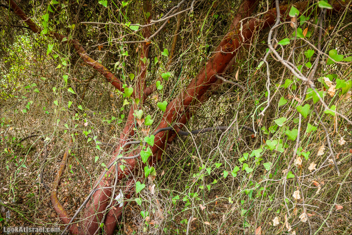 Нахаль Вади Катлав, Дир а-Шейх, Бар Гиора и Хирбет Тура | LookAtIsrael.com - Фото путешествия по Израилю