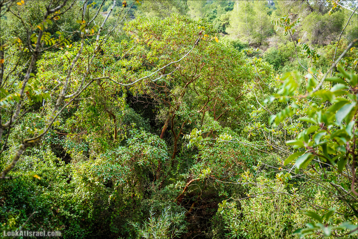 Нахаль Вади Катлав, Дир а-Шейх, Бар Гиора и Хирбет Тура | LookAtIsrael.com - Фото путешествия по Израилю