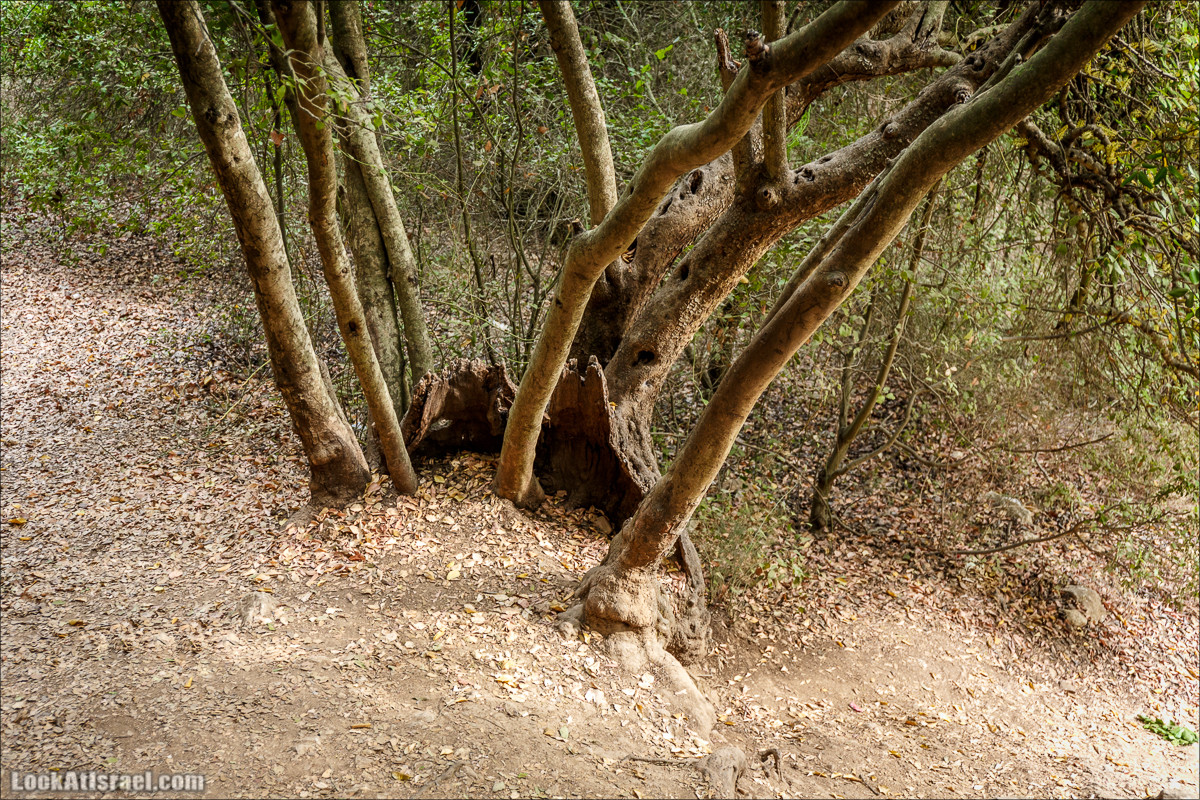 Нахаль Вади Катлав, Дир а-Шейх, Бар Гиора и Хирбет Тура | LookAtIsrael.com - Фото путешествия по Израилю